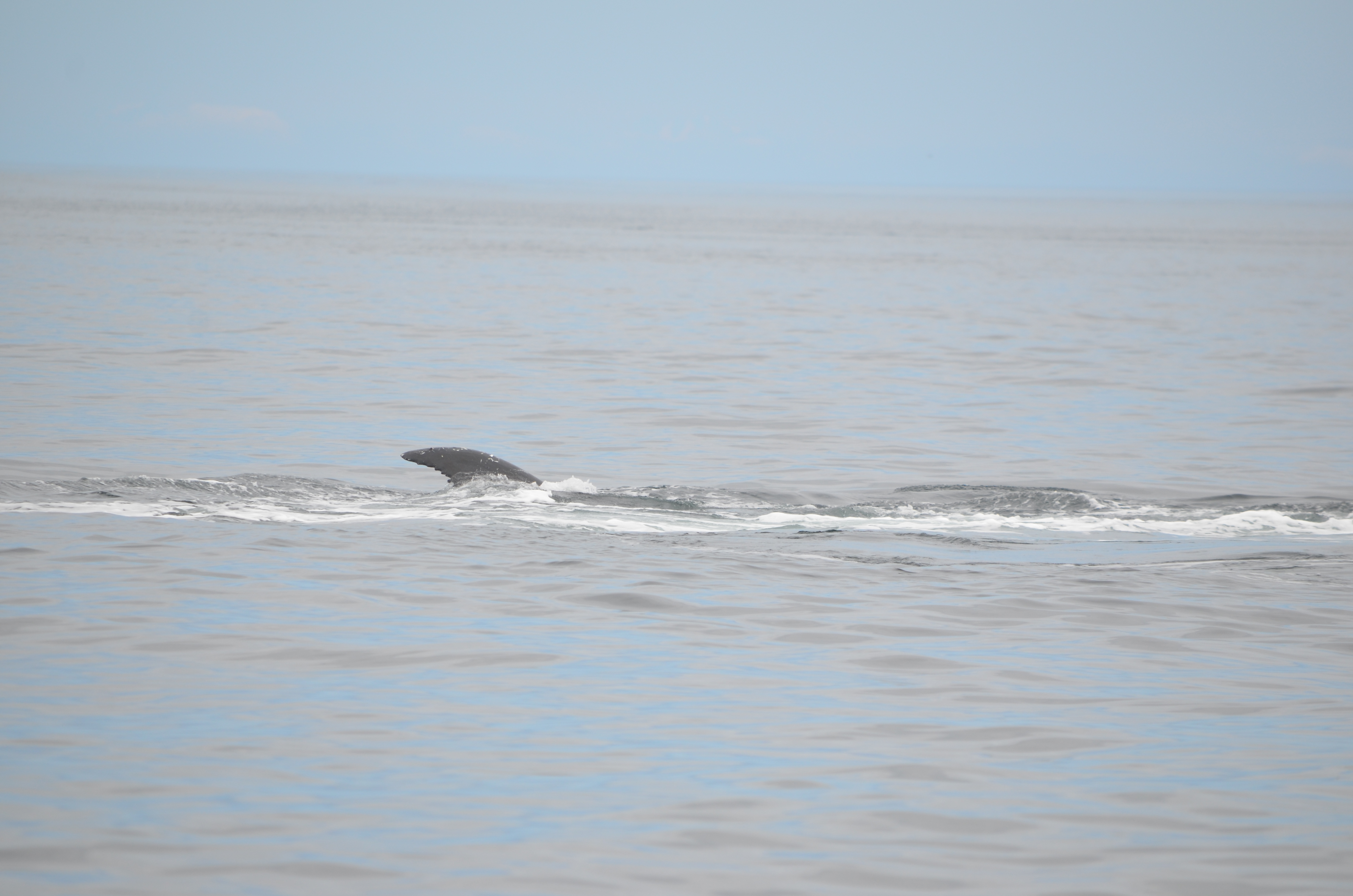 photos/wildlife/Mammal_Species/Humpback Whale/DSC_0184.JPG